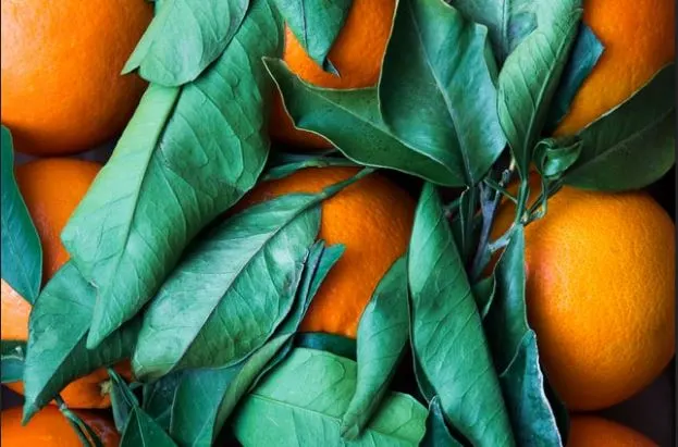 use fresh fruit with your sodastream