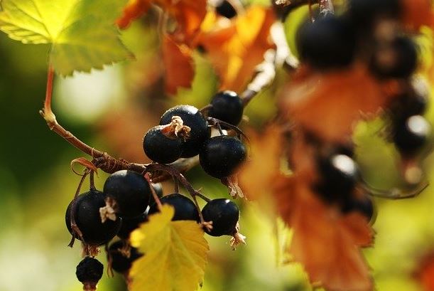 What is blackcurrant juice made from