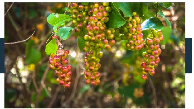 Where did sarsaparilla originate