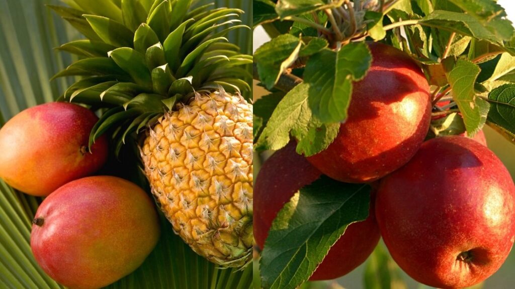 Manzanita Sol flavors