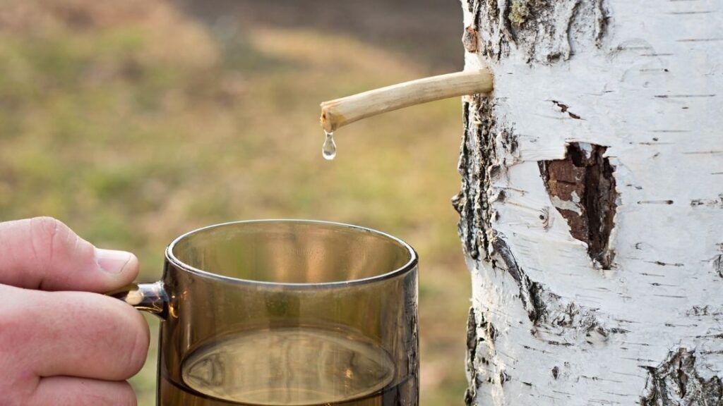 How to make homemade birch beer
