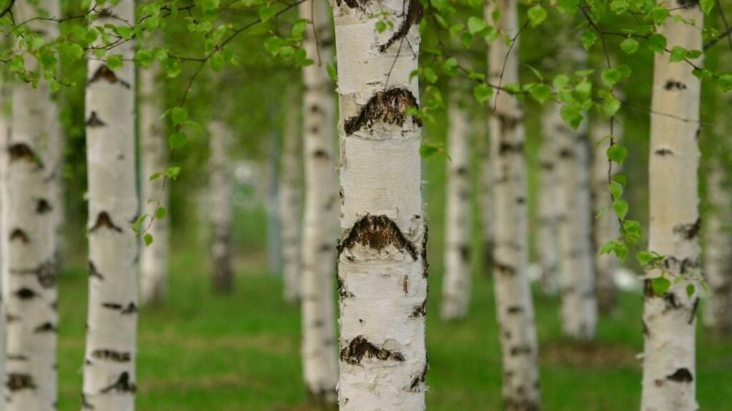 What gives birch beer its flavor