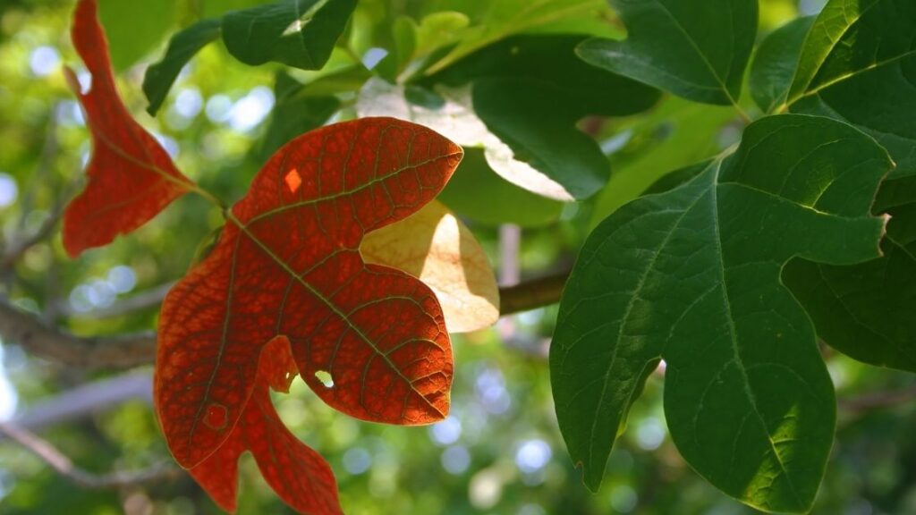 Interesting Fact About Sassafras
