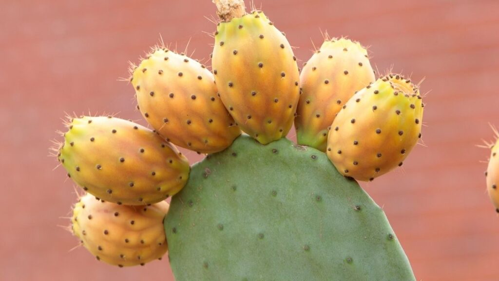Does Prickly Pear have Vitamin C