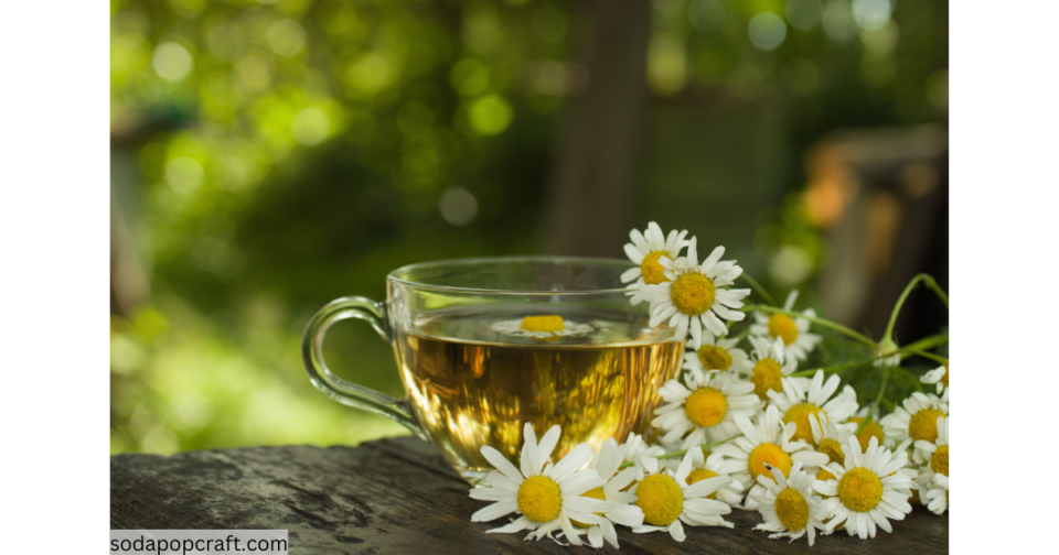 Does Chamomile Tea Expire does-chamomile-tea-expire