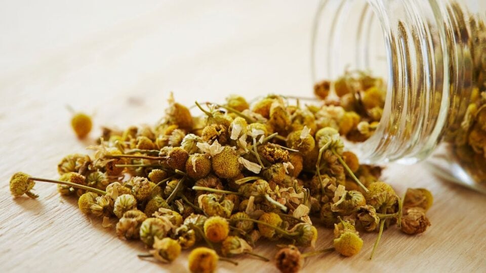 Does Chamomile Tea Expire?